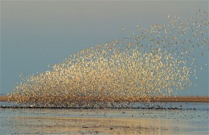 An example of our less mobile animal neighbors and their flocking behavior.