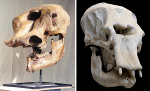 A mastodon skull. Notice, the hole in the center of the skull. This is where the large trunk (nose) was inserted. A skull like this seems likely to be the source of legends of cyclops. 